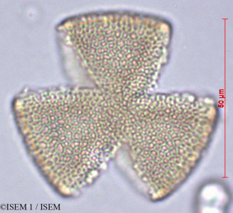 ISEM 1/Oxalis_mollissima_29449/Oxalis_mollissima_29449_0001(copy)_thumb.jpg